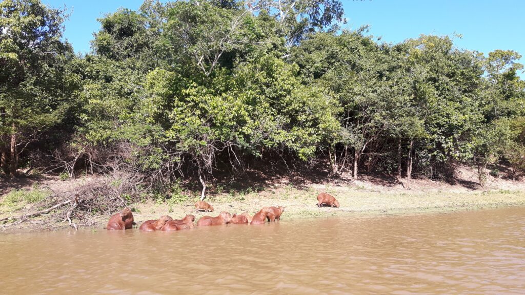 I capibara si rilassano sulla riva